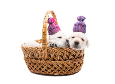 labrador yavru izole 