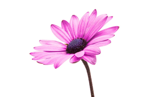 Osteosperumum flower daisy isoliert — Stockfoto