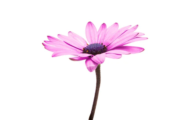 Osteosperumum λουλούδι Μαργαρίτα απομονωθεί — Φωτογραφία Αρχείου