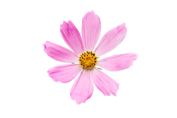 Pink cosmea isolated — Stock Photo, Image