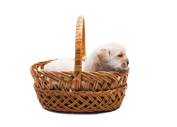 Cuccioli labrador isolato — Foto Stock
