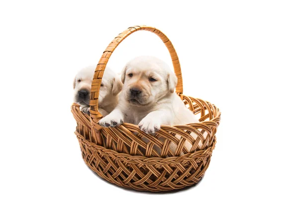 Puppies labrador isolated — Stock Photo, Image