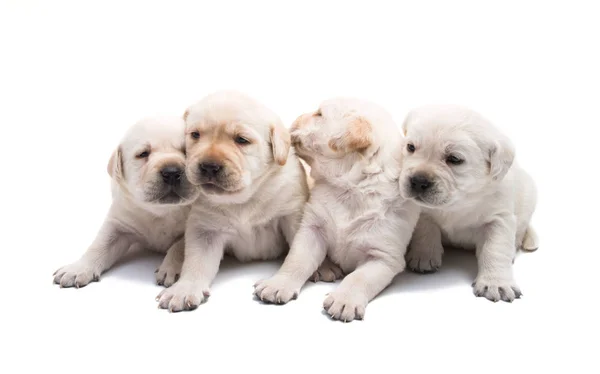 Pups labrador geïsoleerd — Stockfoto