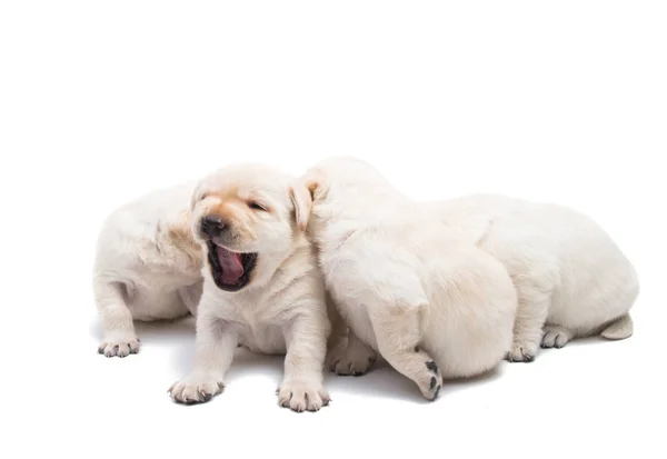 Puppies labrador isolated — Stock Photo, Image