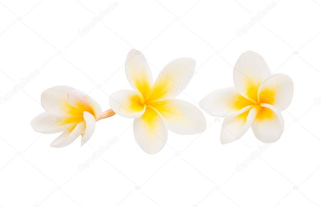 plumeria flower isolated 