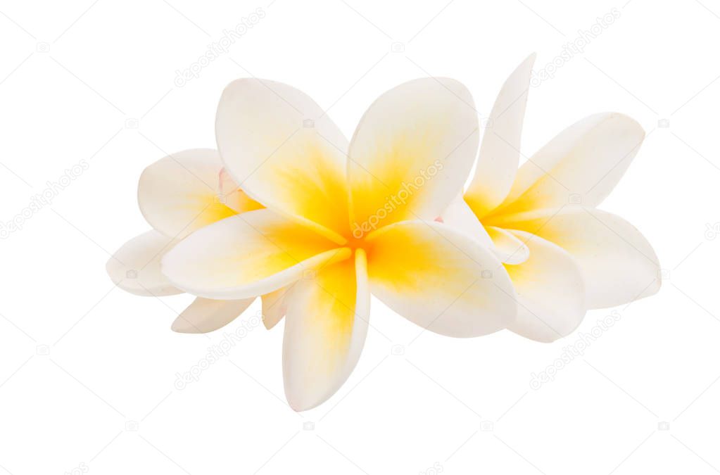 plumeria flower isolated 