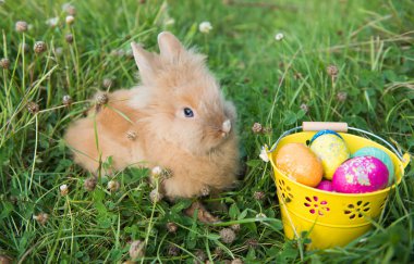 Paskalya tavşanına da yeşil çimen