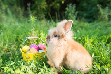 Paskalya tavşanına da yeşil çimen