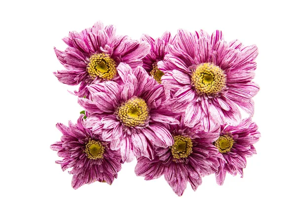 Flores de crisântemo rosa isolado — Fotografia de Stock