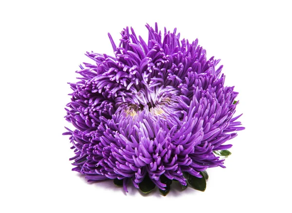 美丽的花紫苑孤立 — 图库照片