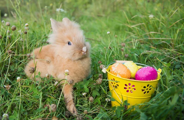 Великодній кролик в зеленій траві — стокове фото