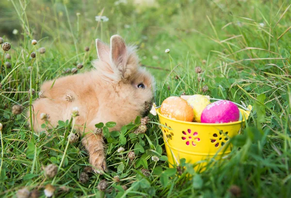 Påskharen i grönt gräs — Stockfoto