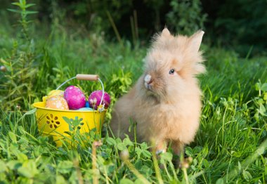 Paskalya tavşanına da yeşil çimen