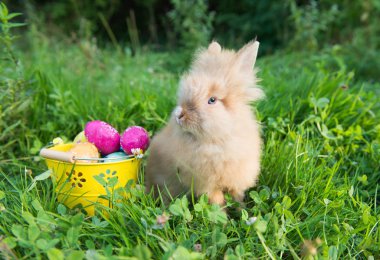 Paskalya tavşanına da yeşil çimen