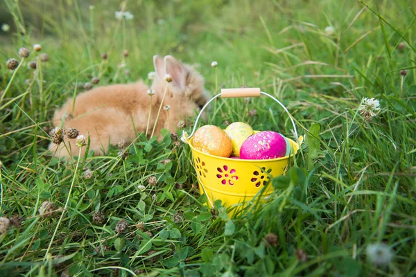 Пасхальный кролик в зеленой траве — стоковое фото