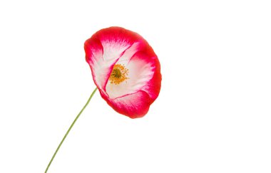 izole kırmızı gelincik 