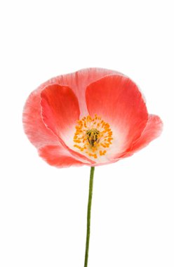 izole kırmızı gelincik 