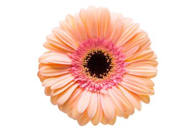 izole gerbera çiçek 