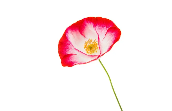 Red poppy isolated — Stock Photo, Image