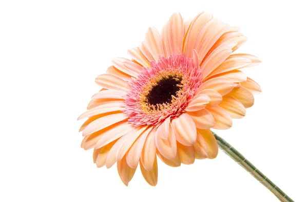 Gerbera blomma isolerade — Stockfoto