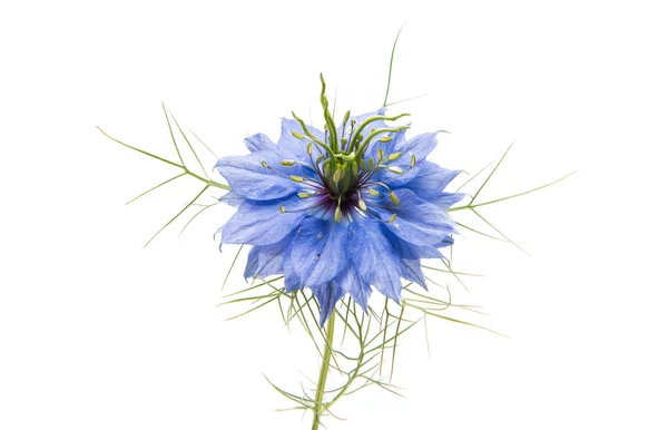 Nigella kukat eristetty — kuvapankkivalokuva