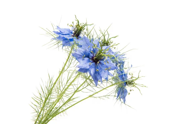 Nigella flores isoladas — Fotografia de Stock