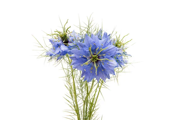 Nigella flowers isolated — Stock Photo, Image