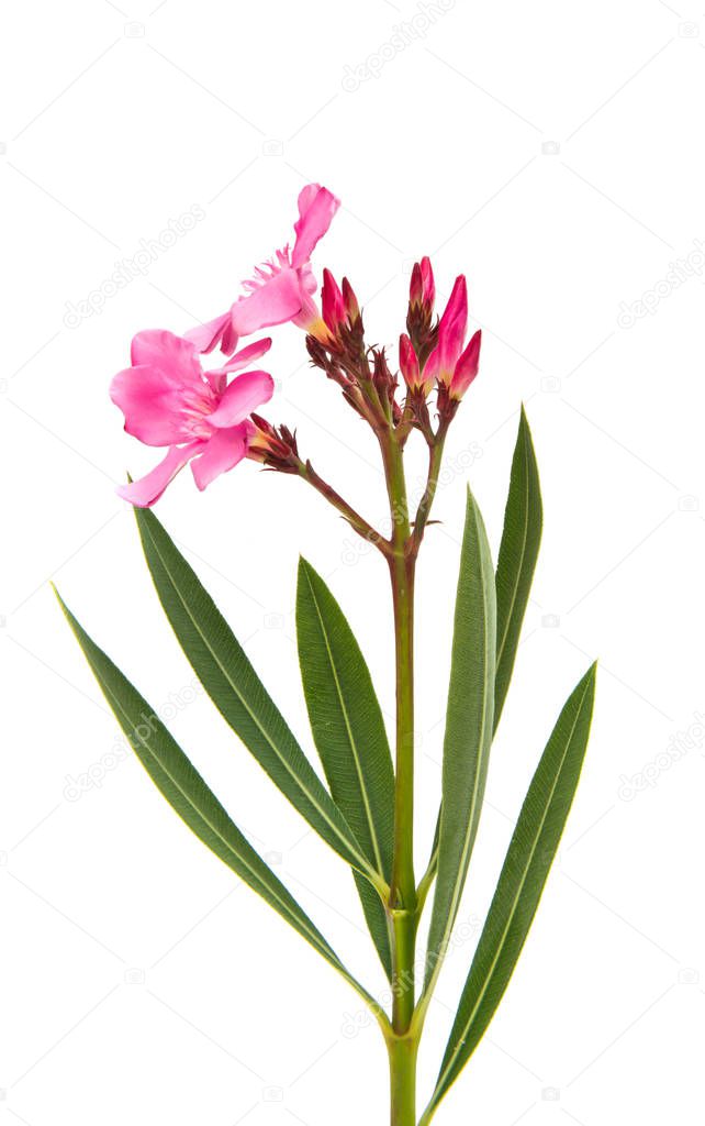 pink oleander flowers isolated 