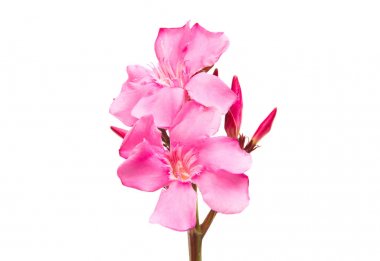 izole pembe zakkum çiçekleri 