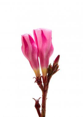 izole pembe zakkum çiçekleri 