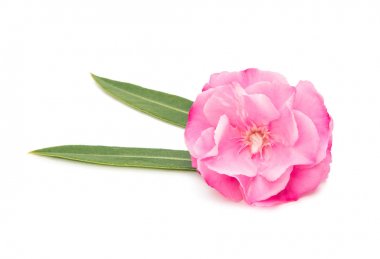 izole pembe zakkum çiçekleri 