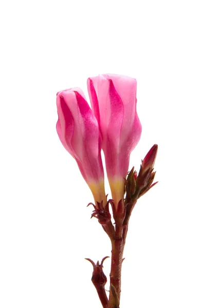 Izole pembe zakkum çiçekleri — Stok fotoğraf
