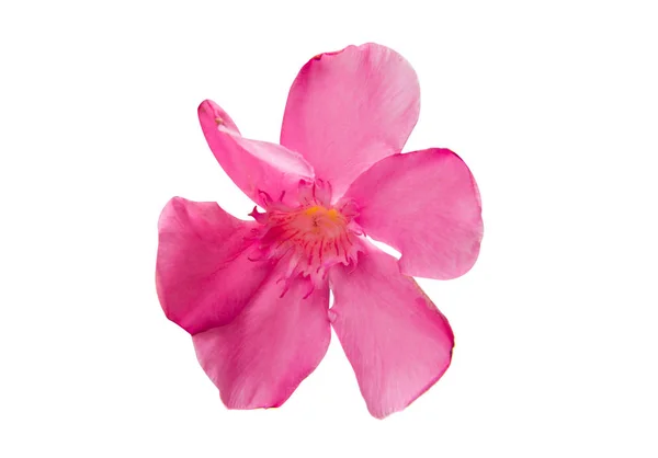 Flores de adelfa rosa aisladas — Foto de Stock