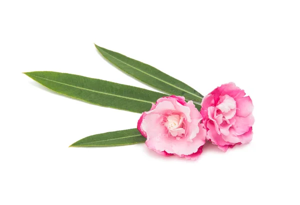 Roze oleanders bloemen geïsoleerd — Stockfoto