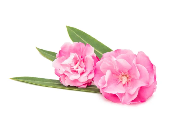 Flores de adelfa rosa aisladas — Foto de Stock