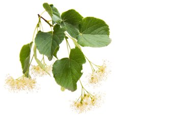 izole ıhlamur çiçek şube 