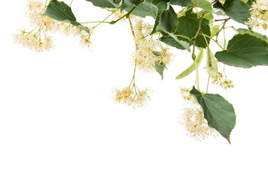 izole ıhlamur çiçek şube 