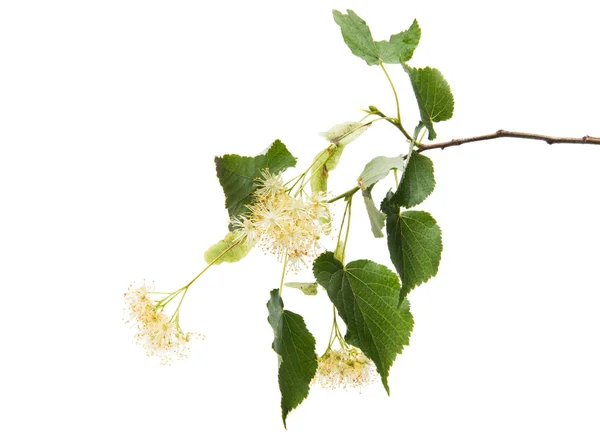 Branch with linden flowers isolated — Stock Photo, Image