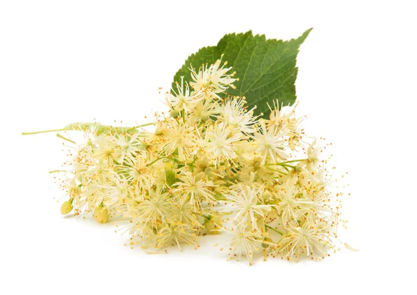 Branch with linden flowers isolated — Stock Photo, Image