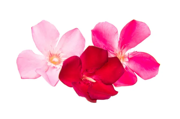 Oleander flowers isolated — Stock Photo, Image