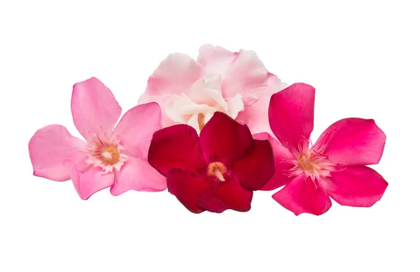 Flores oleandro isolado — Fotografia de Stock