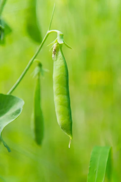 Pods green peas growing — Stock Photo, Image