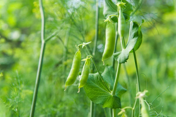 Groene erwten groeiende peulen — Stockfoto