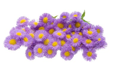 Lila aster izole 