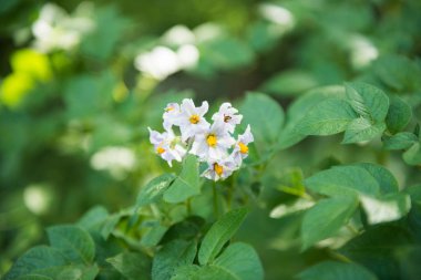 Yeşil patates büyüyen 