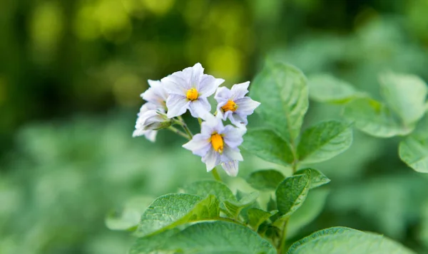 Groene aardappelen groeien — Stockfoto