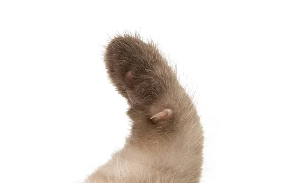 Zampa gattino isolato — Foto Stock