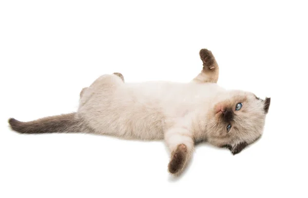 Lop-eared kitten isolated — Stock Photo, Image