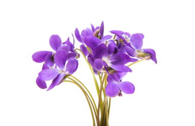 izole orman Menekşe 