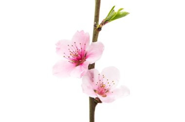 İzole Sakura çiçekler 